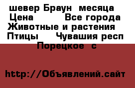 шевер Браун 2месяца › Цена ­ 200 - Все города Животные и растения » Птицы   . Чувашия респ.,Порецкое. с.